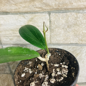 Hoya Lp 009