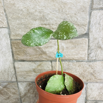 Hoya waymaniae splash borneo 