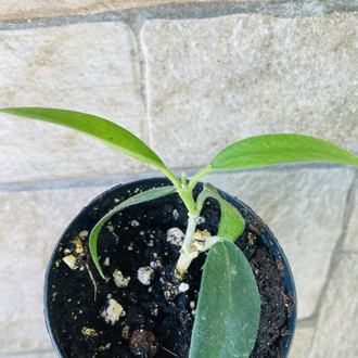 Hoya burmanica 
