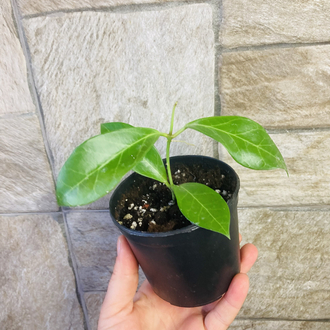 Hoya obscura