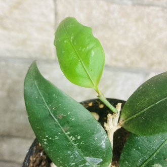 Hoya amicabilis 