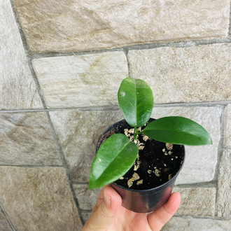 Hoya vitiensis 