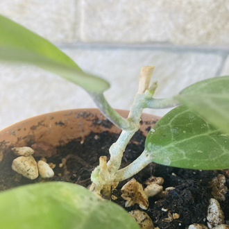 Hoya eliptica splash 