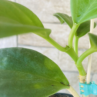 Hoya pachclada red