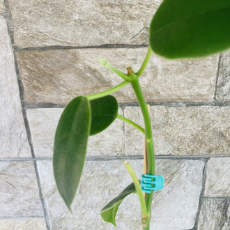 Hoya optimistic