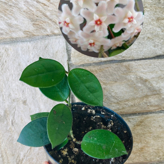 Hoya cv chouke 