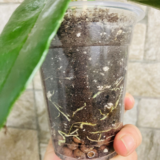 Hoya Arcboldiana pink