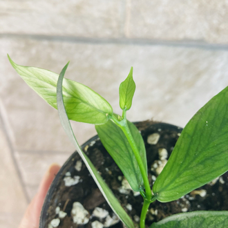 Hoya polynuera