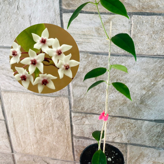 Hoya iris mariae