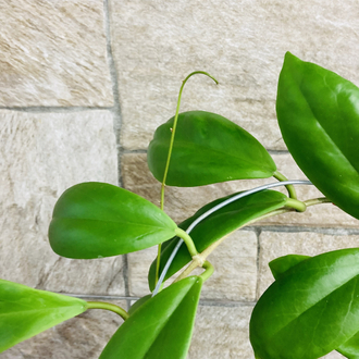 Hoya incarssata