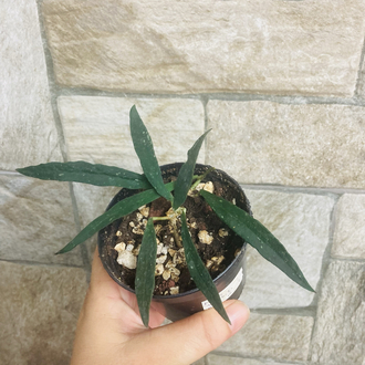 Hoya mirabilis