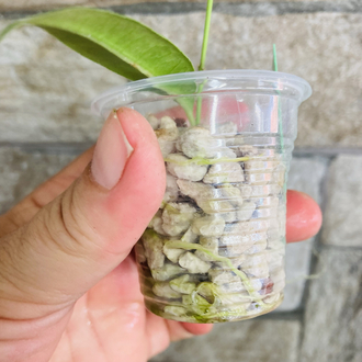 Hoya grenii