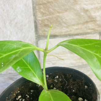 Hoya obscura