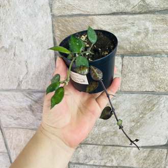 Hoya lacunosa black leaf