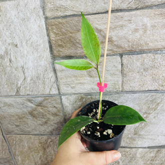 Hoya ut 030
