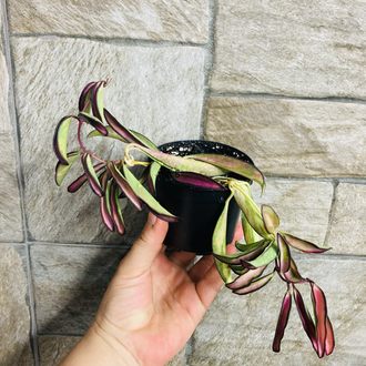Hoya wayetii tricolar 