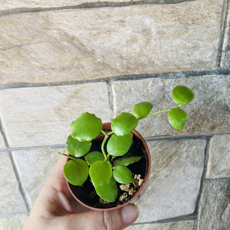 Hoya endauensis
