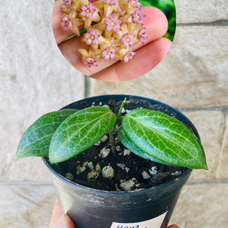Hoya fitchii
