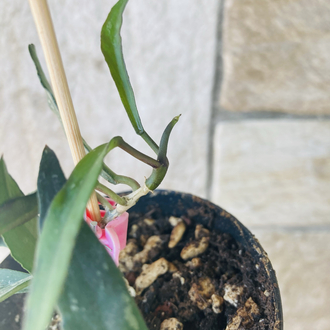 Hoya mirabilis 