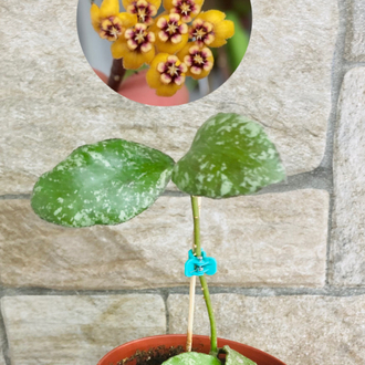 Hoya waymaniae splash borneo 