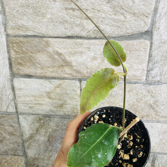 Hoya versteegii 