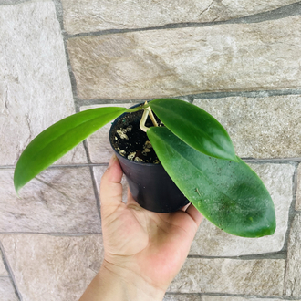Hoya incarssata 