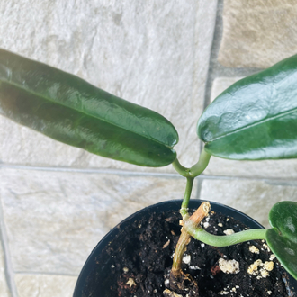 Hoya Arcboldiana 