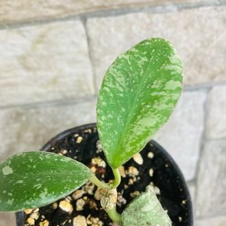 Hoya waymaniae splash borneo