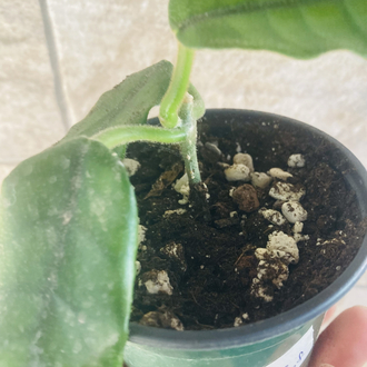 Hoya villosa long leaf