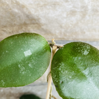 Hoya caudata sumatra 