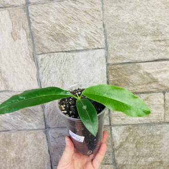 Hoya imperialis var rauschii