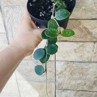 Hoya mathilde 