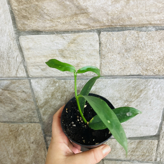 Hoya lobbii orange