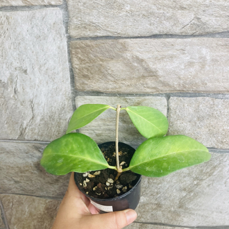 Hoya ut 030