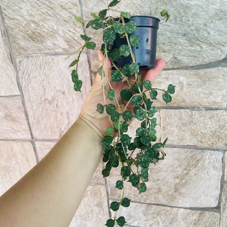 Hoya curtisii (büyük boy)