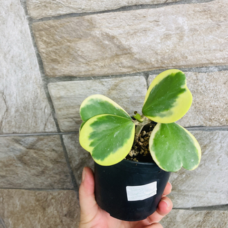 Hoya kerrii