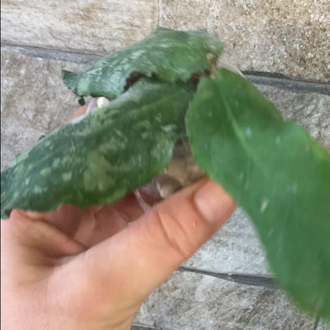 Hoya undulata