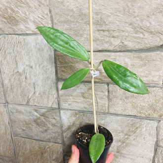 Hoya cinnamomifolia 