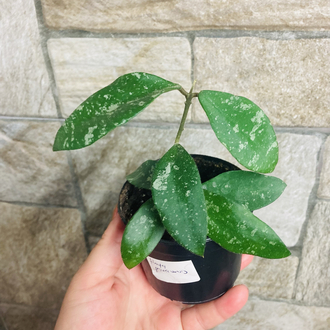 Hoya phuawensis 
