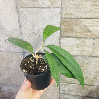 Hoya finlaysonii 