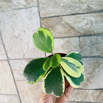Hoya kerrii variegate