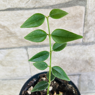 Hoya bella 