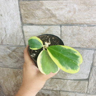Hoya kerrii