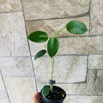 Hoya optimistic