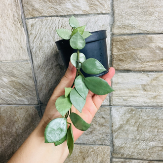 Hoya süper eskimo 