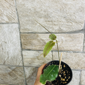 Hoya versteegii 