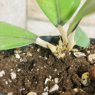 Hoya sp aceh gomas