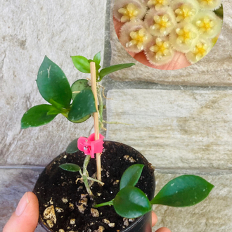 Hoya fraser hills