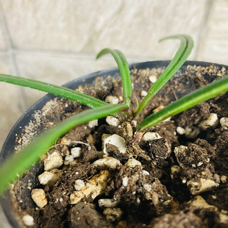 Hoya İnsularis 