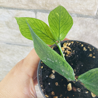 Hoya polynuera 